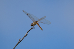 KYP_3585